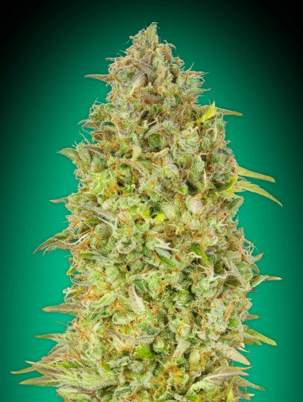 Advanced Seeds - Skunk 47